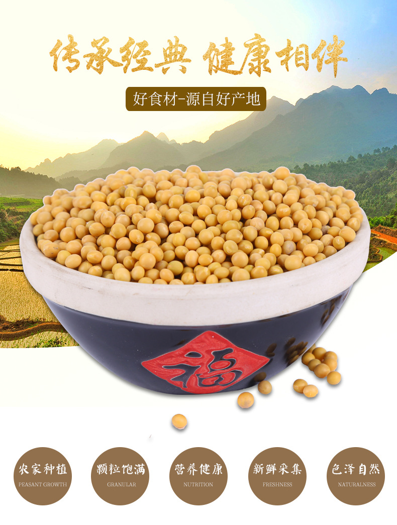 现货供应秋黄芽豆 批发690小金黄珍珠粒芽豆 农家生芽黄芽豆42kg