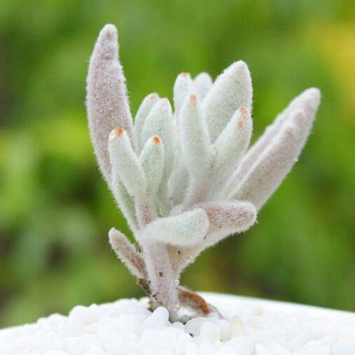 天羽多肉 砍头苗 福兔耳 多肉种苗 批发多肉植物