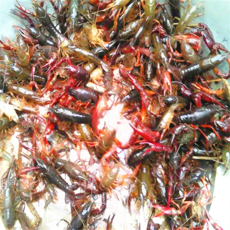 红太阳虾鳝饵万能深水入泥王虾鳝泥鳅一遍净400g地笼四季皆宜饵料