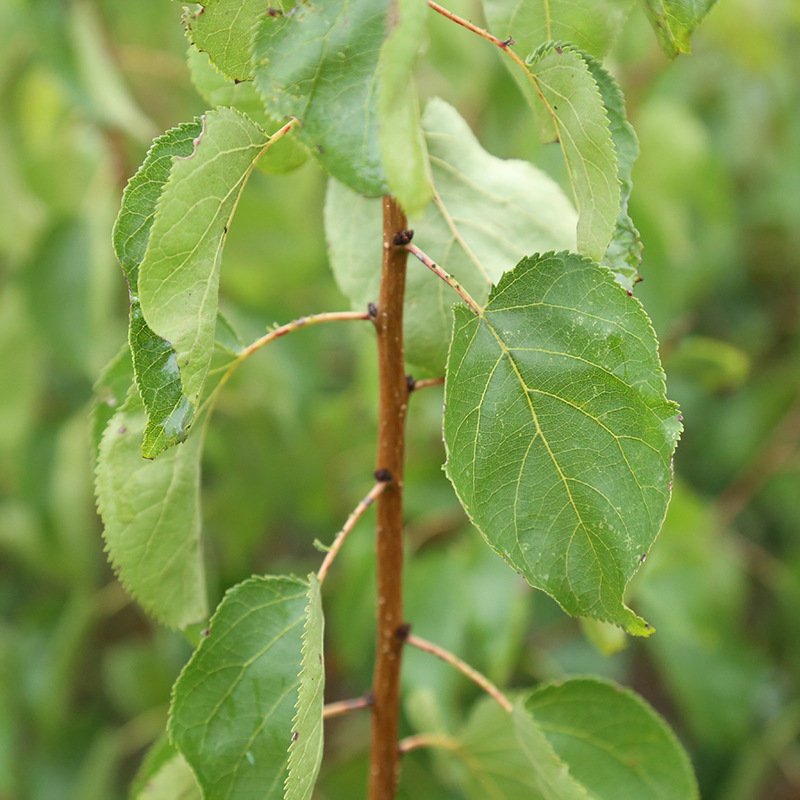 嫁接杏树苗基地 珍珠油杏树苗价格 凯特杏苗批发 红丰杏树苗穴盘