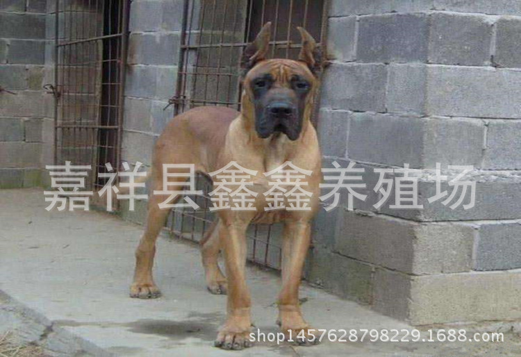 厂家直销三个月的母大丹犬价格 大丹犬的驯养方法 出售成年的大丹