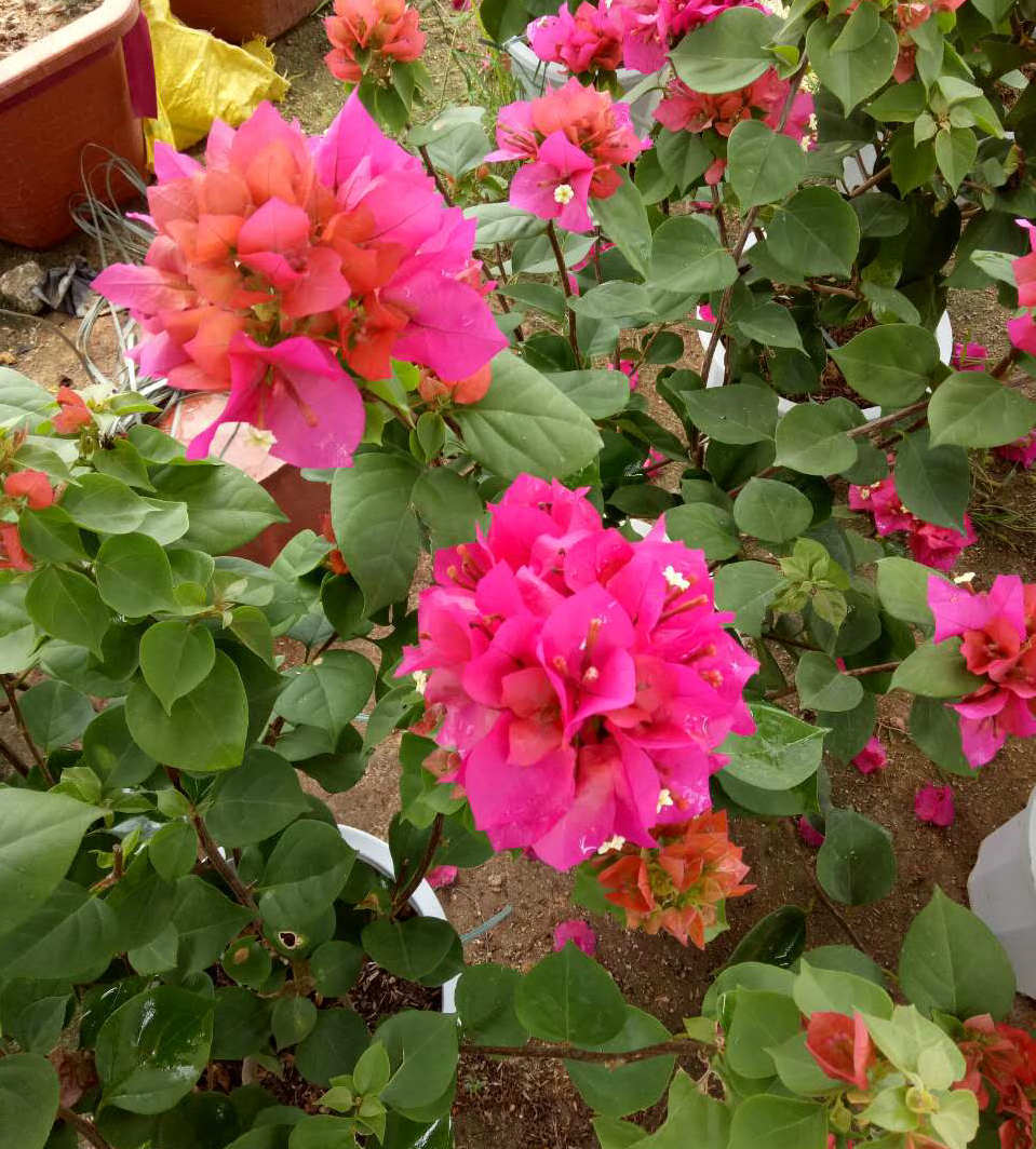 潮州红三角梅大红三角梅盆栽 观赏植物盆栽常绿三角梅绿化基地