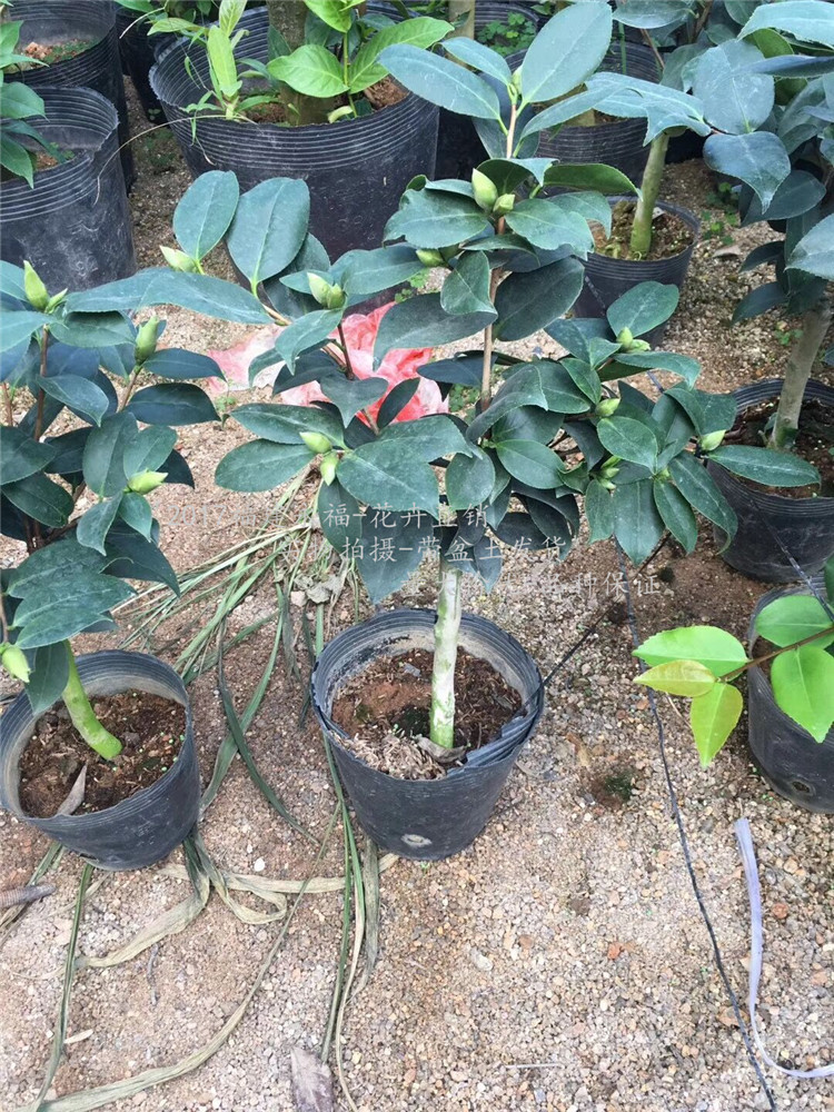 嫁接盆栽山茶花 可娜绿云茶花 五六十公分高 一两公分左右粗