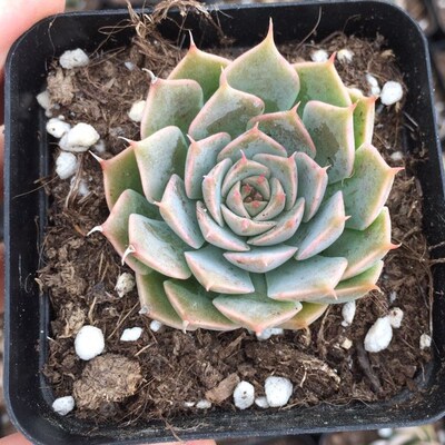 馨蕙多肉【玛格丽特】4-5cm 易养多肉植物 带盆发货 大棚基地批发