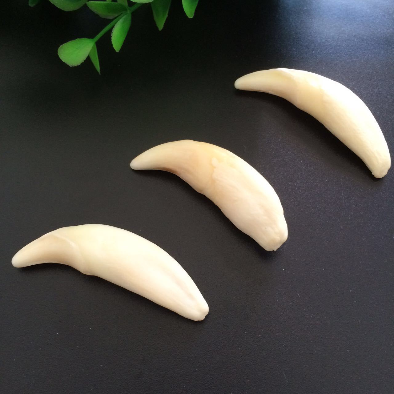 大号狼牙男士项链吊坠骨质真狼牙饰品情侣饰品对牙款