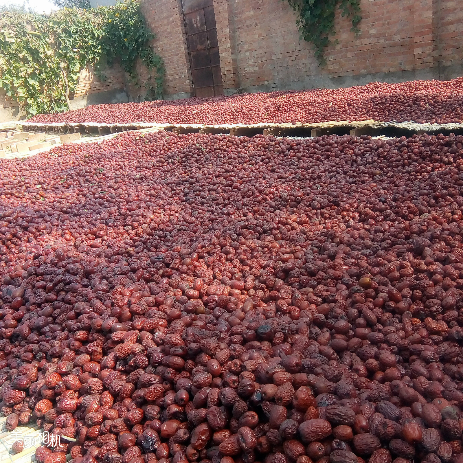 批发一级沧州金丝小枣 自然晾干枣 红枣散装农家自产微商爆款零食