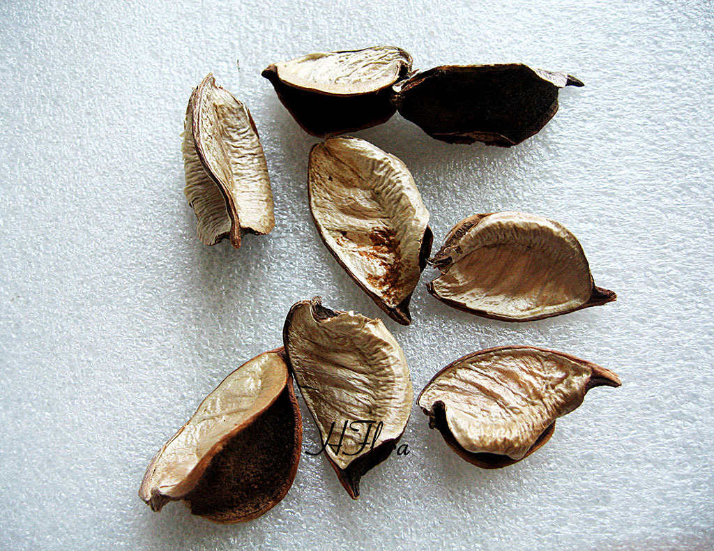 永生花棉花壳 棉壳100克一盒 植物干花干果干枝 手工制作