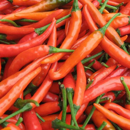 海南无公害艳红朝天椒