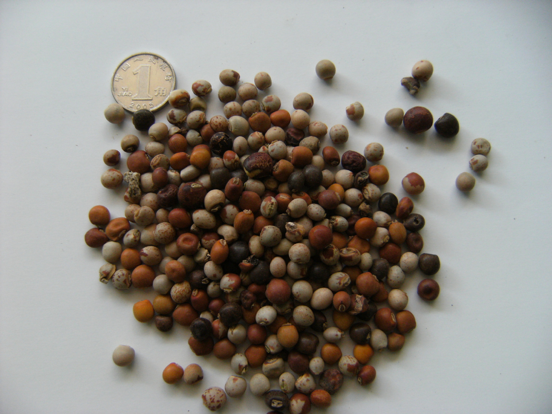 沃特莱斯木豆提取物现货包邮