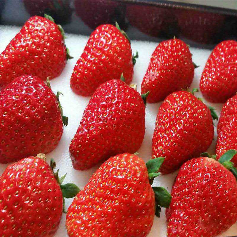 泰安开发区琦林园艺场