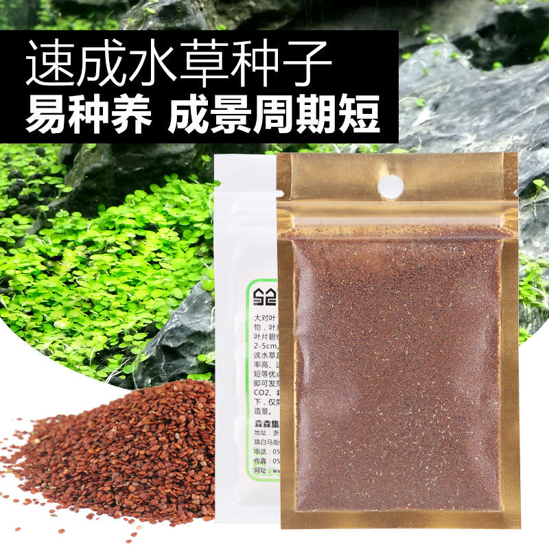 水草缸自养水下水中叶 迷你豹纹血心兰 丹麦红玫瑰红色前中景水草