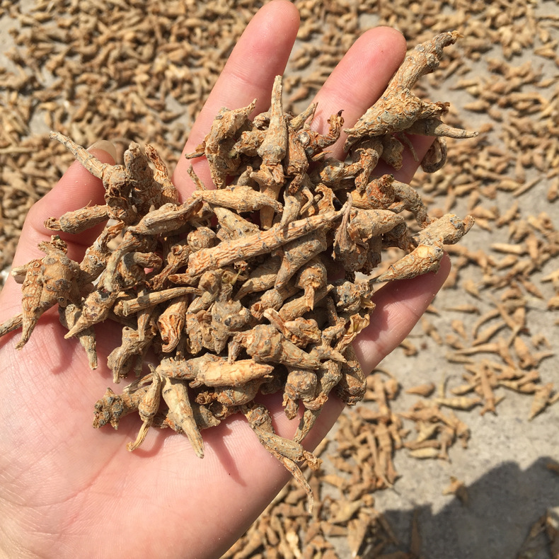 云南文山三七 无数头三七籽条田七枝条籽 可代打三七细粉产地批发