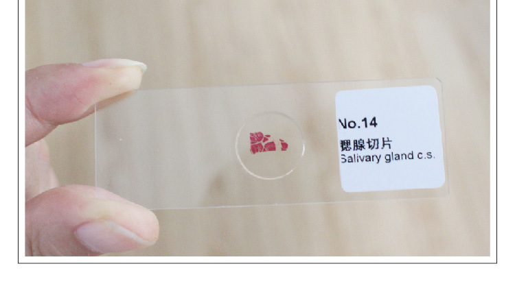 实验教学生物切片美观25种显微镜玻片标本动植物昆虫生物标本切片