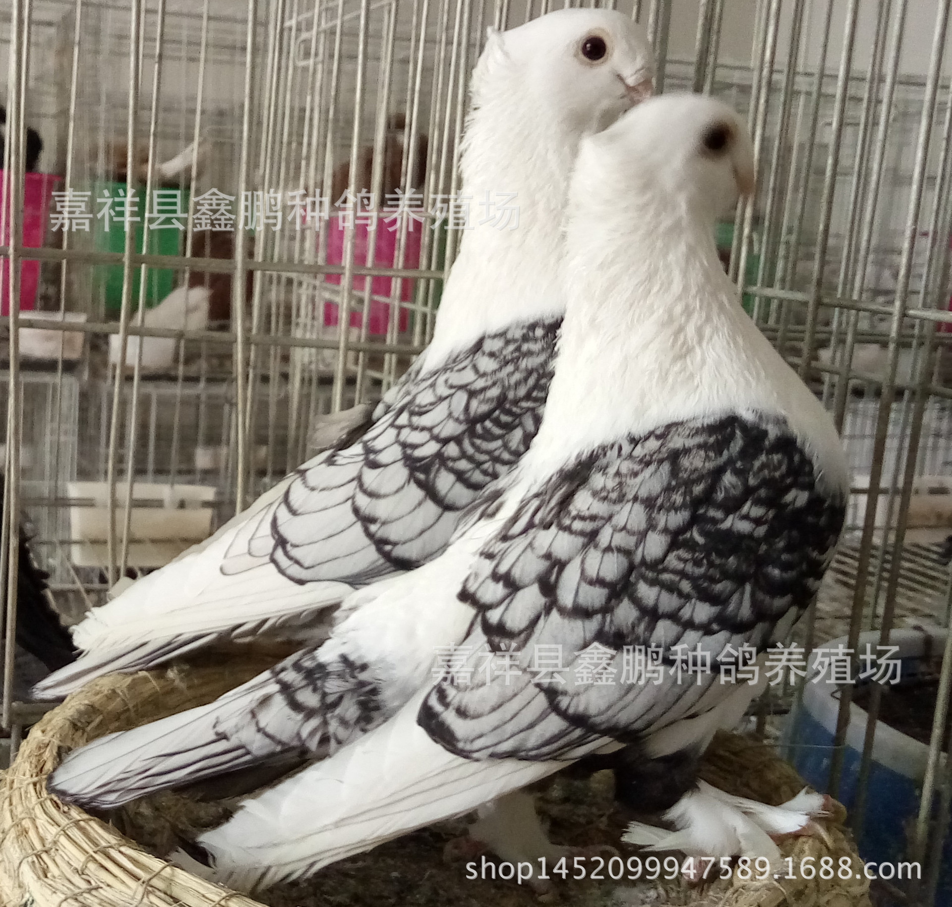 东方淑女鸽价格##兰花淑女鸽,黑花淑女个,瓦色淑女鸽