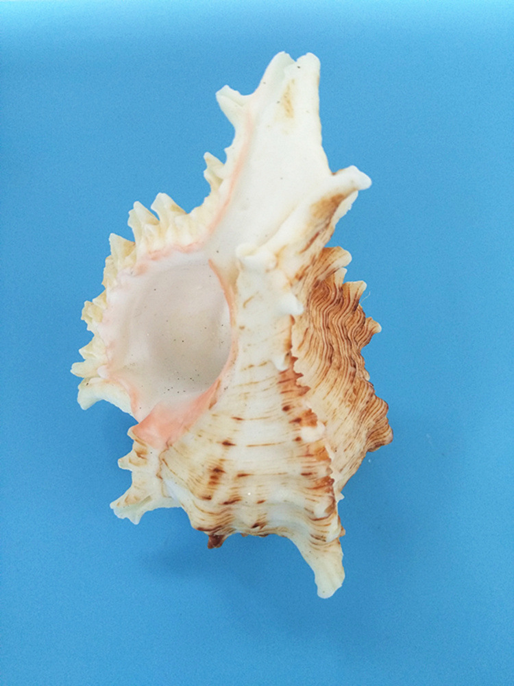 天然海螺贝壳批发菊花螺鱼缸装饰造景摄影道具海螺贝壳工艺品