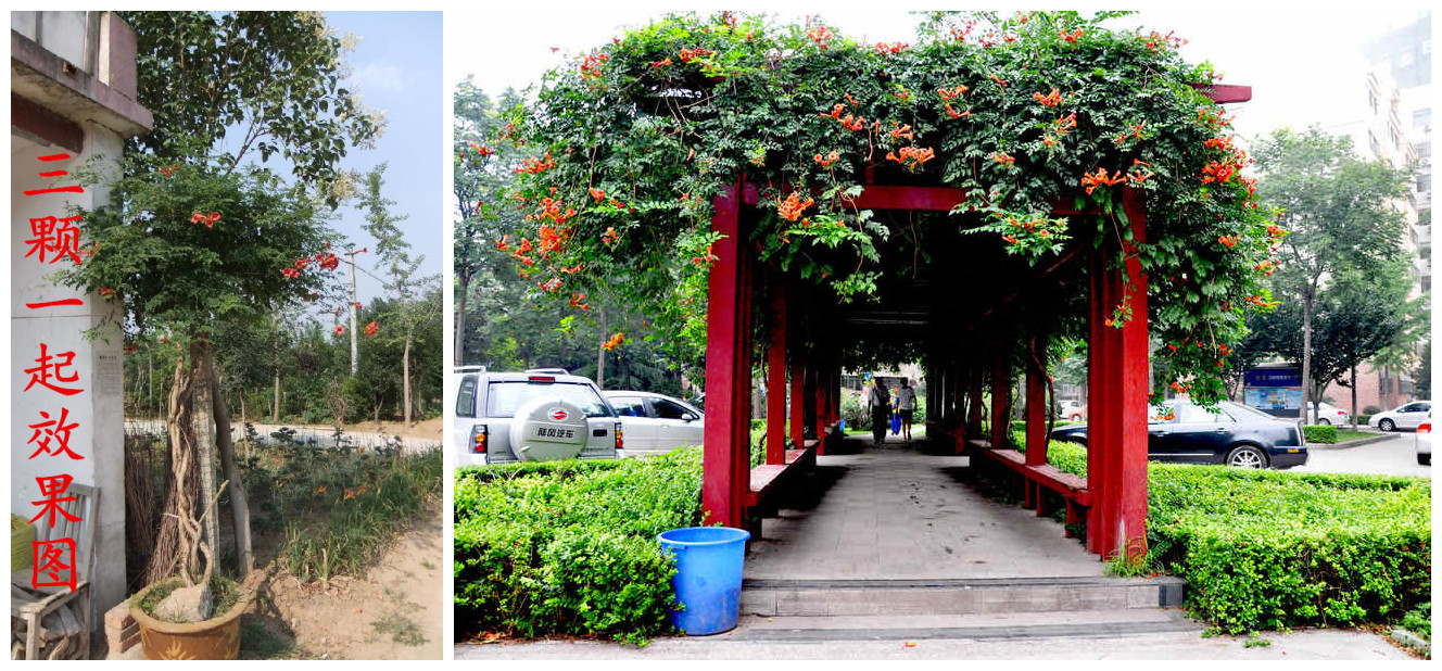 凌霄花苗大花爬墙爬藤植物中国美国凌霄花苗树苗阳台别墅绿化批发