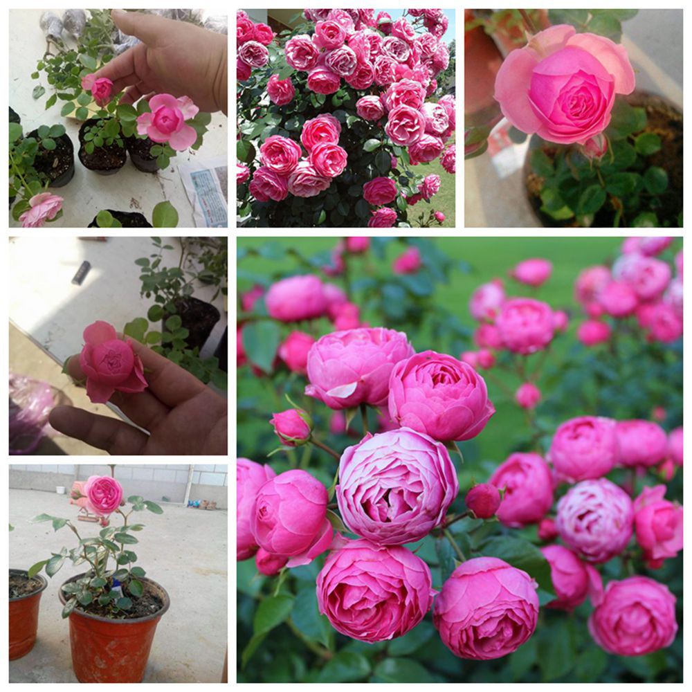 批发 月季 月季花苗 藤本月季 欧洲月季 艾拉绒球月季 当年开花