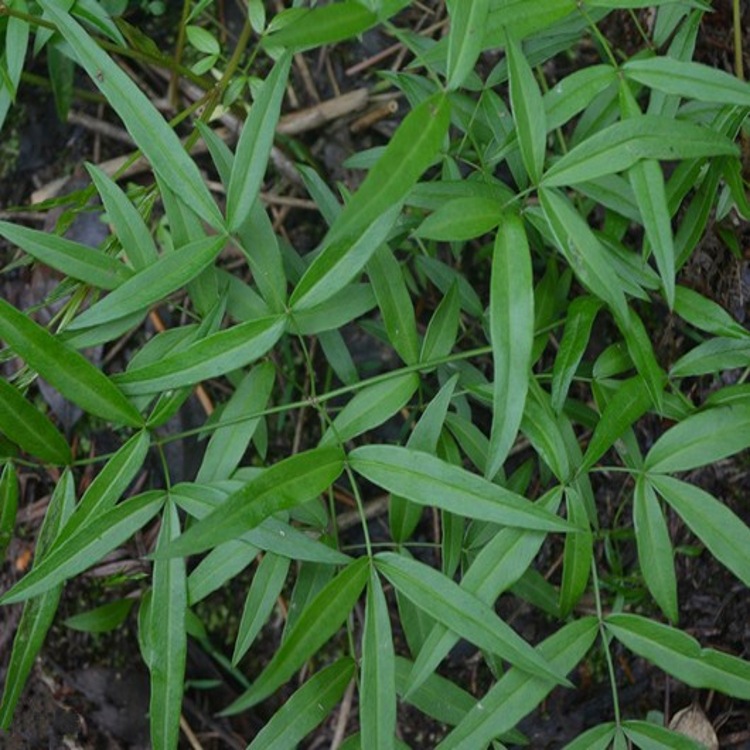供应隔山香粉金鸡爪提取物粉隔山香浓缩粉