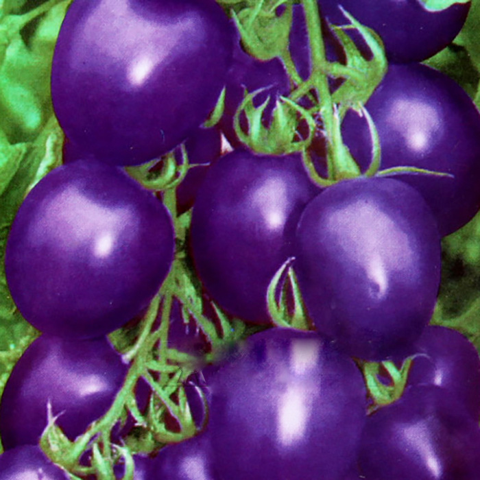 紫圣果番茄种子紫珍珠圣女果菜园易种春秋四季播室内阳台盆栽菜籽