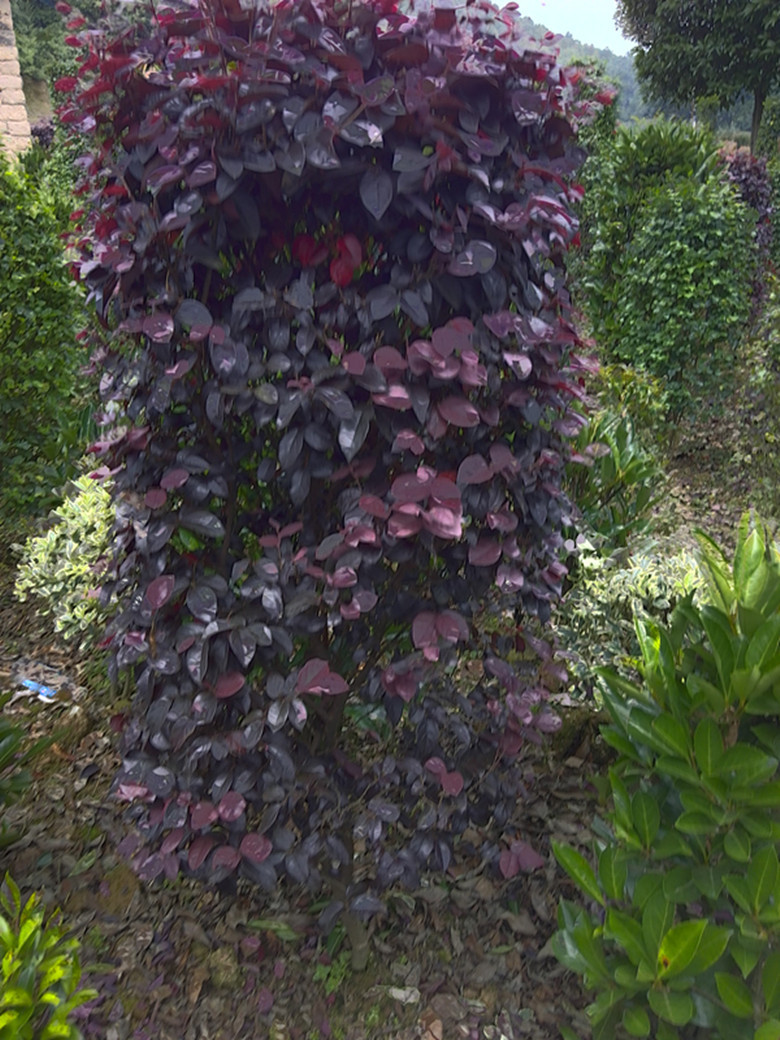 基地销售红花继木柱景点行道灌木高1-1.5米柱状红花继木