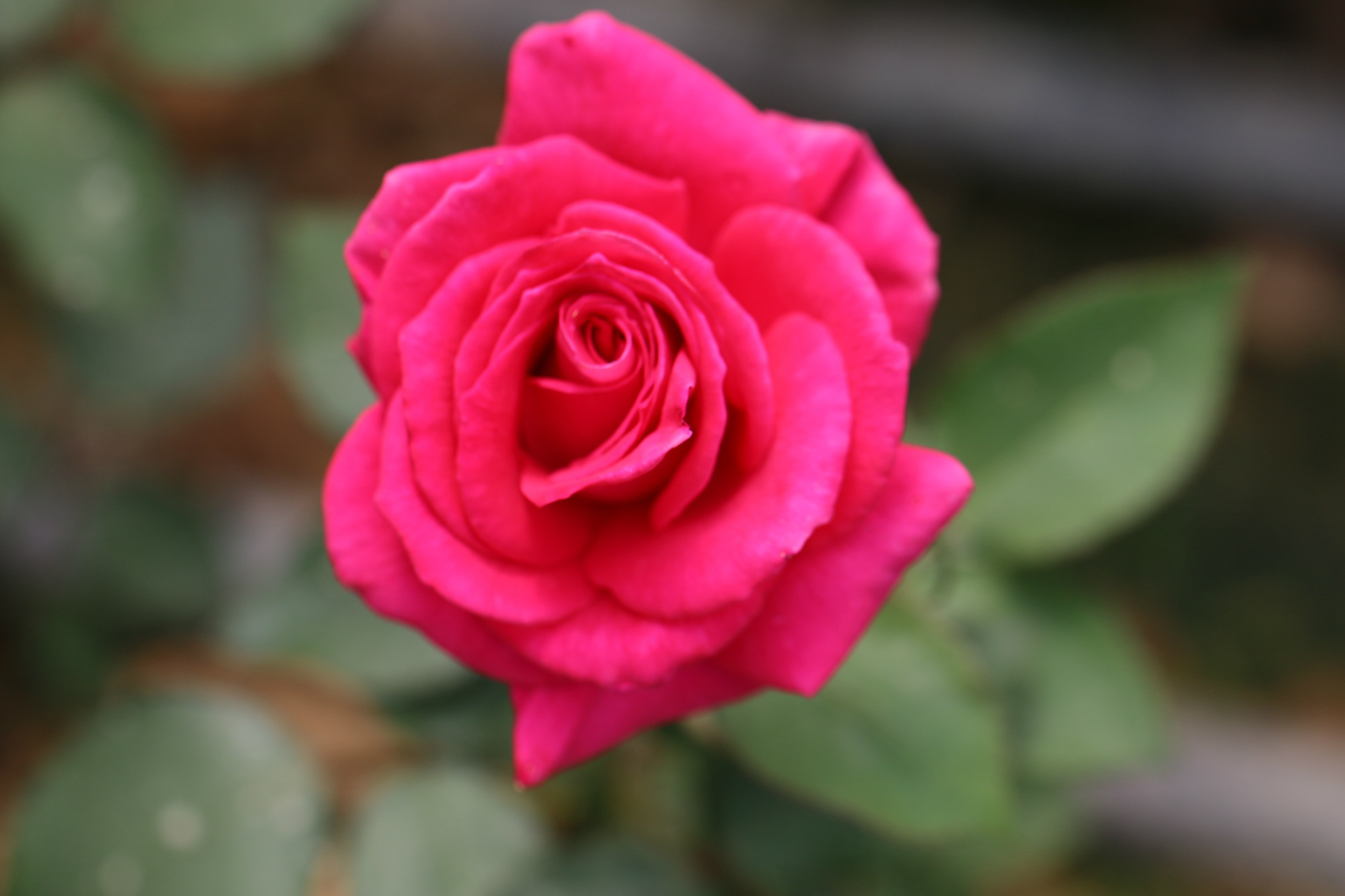 大桃红玫瑰花 种苗 玫瑰花 玫瑰 园艺玫瑰花种苗基地批发