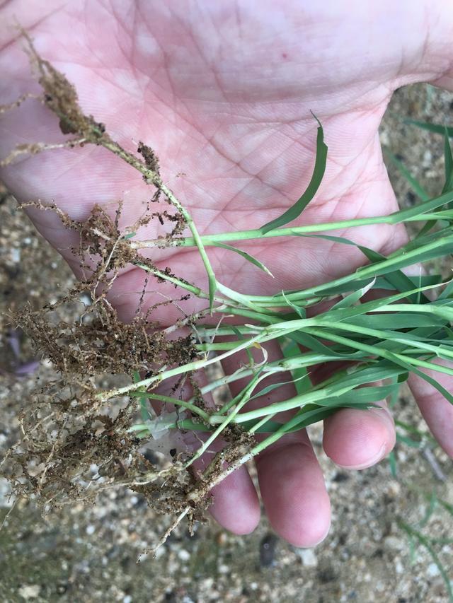 农业最新品种牧草-绿洲一号