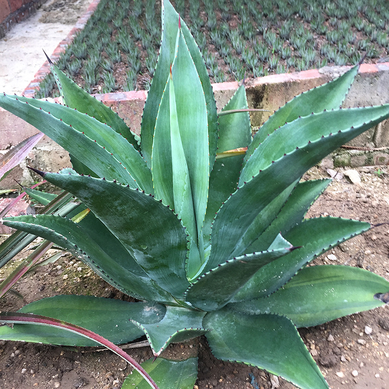 大型龙舌兰沙生植物园 翡翠盘绿色马路边绿化苗木地被花卉