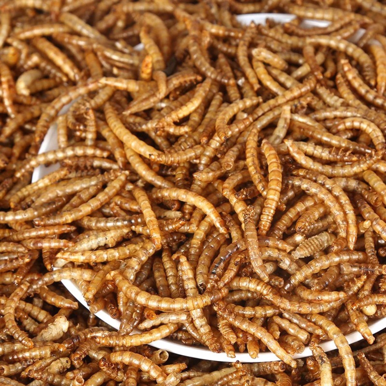 包邮面包虫干 猫仓鼠龟粮食 龙鱼饲料500克