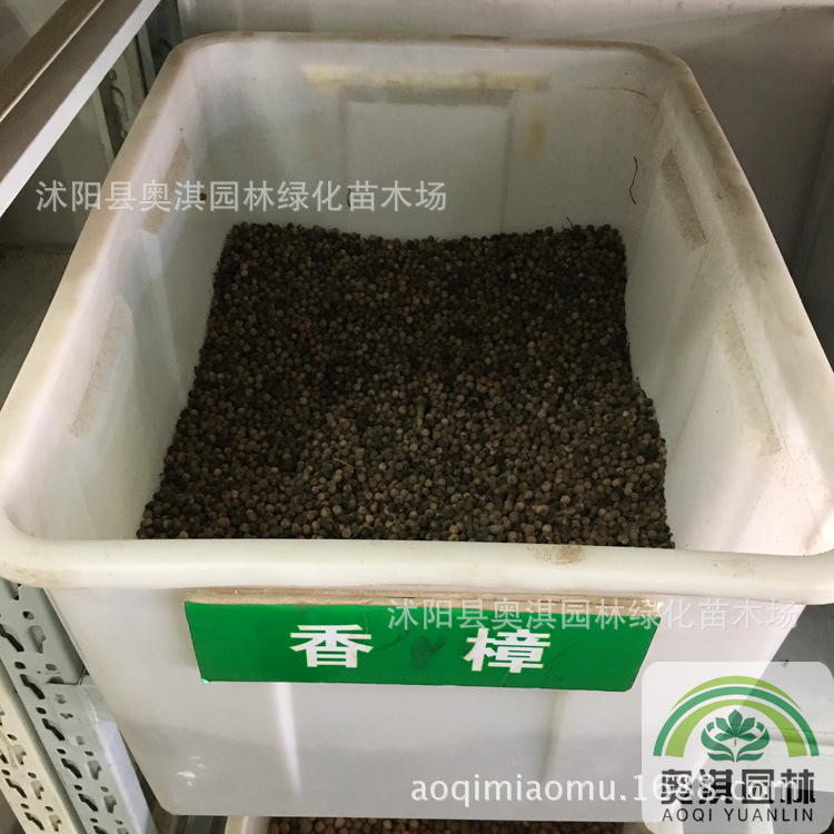 香樟种子樟树籽 小叶香樟种子 大叶香樟种子 油樟 樟油树种子到付