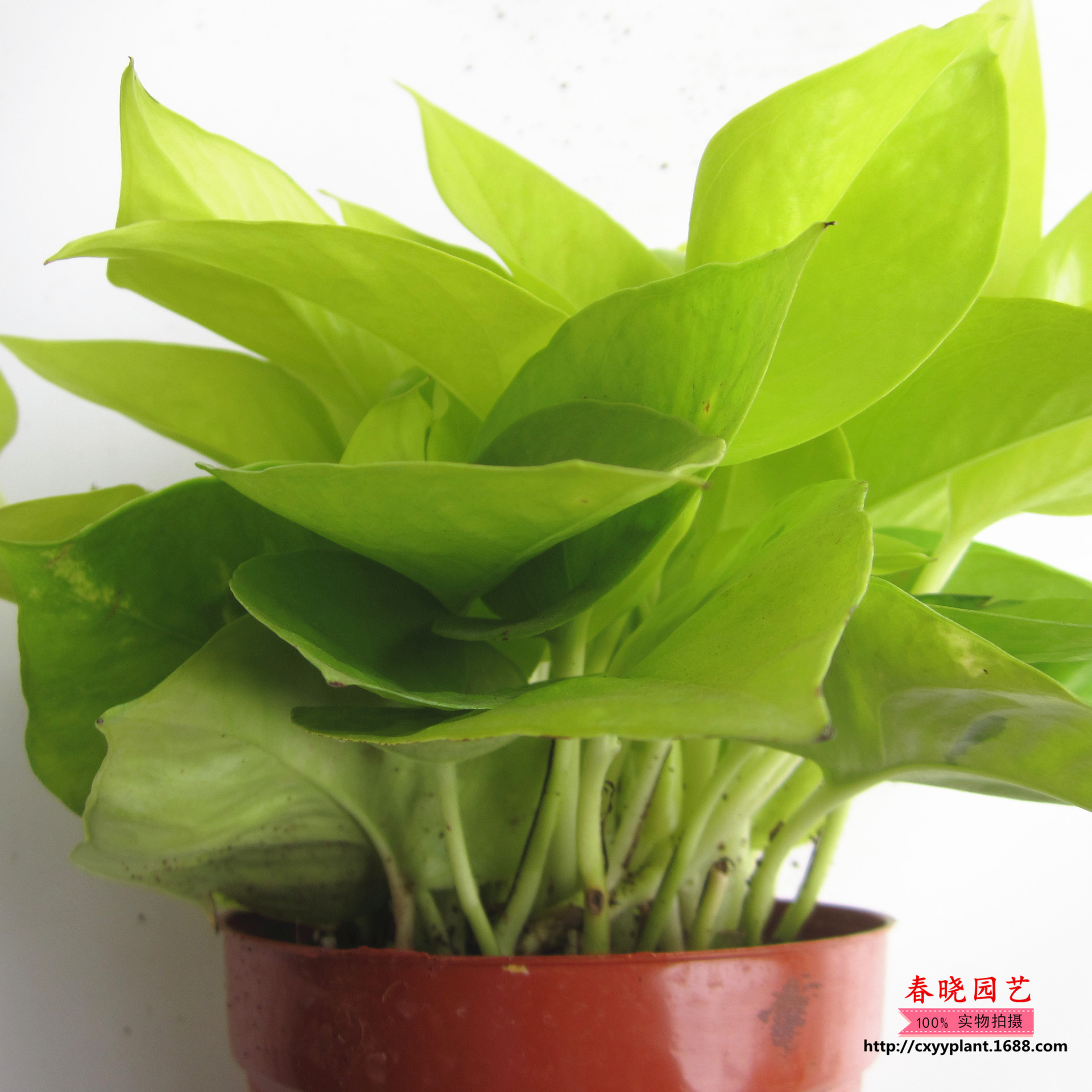 【基地直销】盆栽花卉 室内摆放 净化空气 吸甲栓 黄金葛绿.