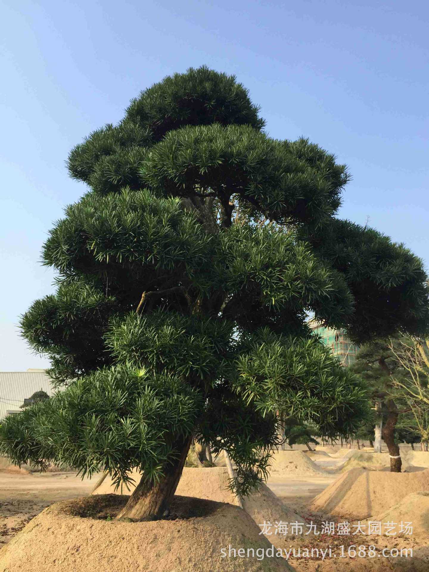 福建批发国产罗汉松 别墅迎客松 造型罗汉松 本地罗汉松树价格