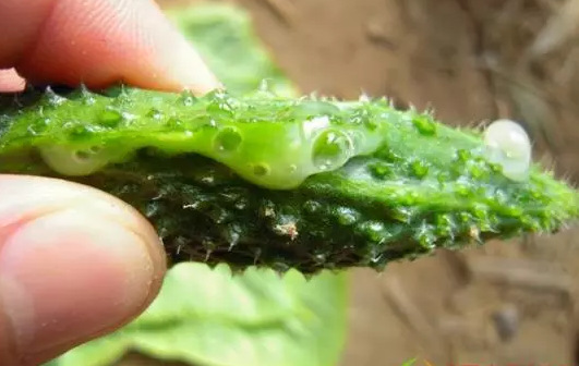 一般来说,黄瓜细菌性茎软腐病,由于其病株的果实和茎蔓等受害部位会