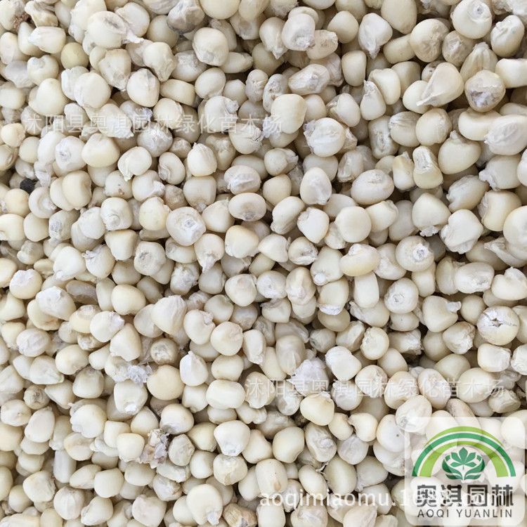 白玉米种子细节