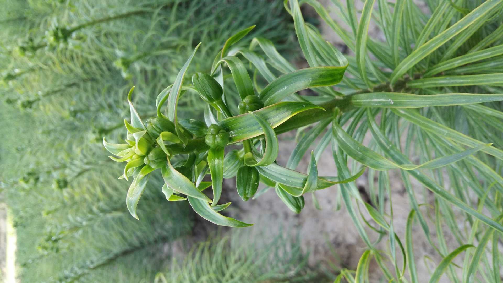 兰州甜百合原生态土百合4颗一斤9年大个头2020新货厂家批发