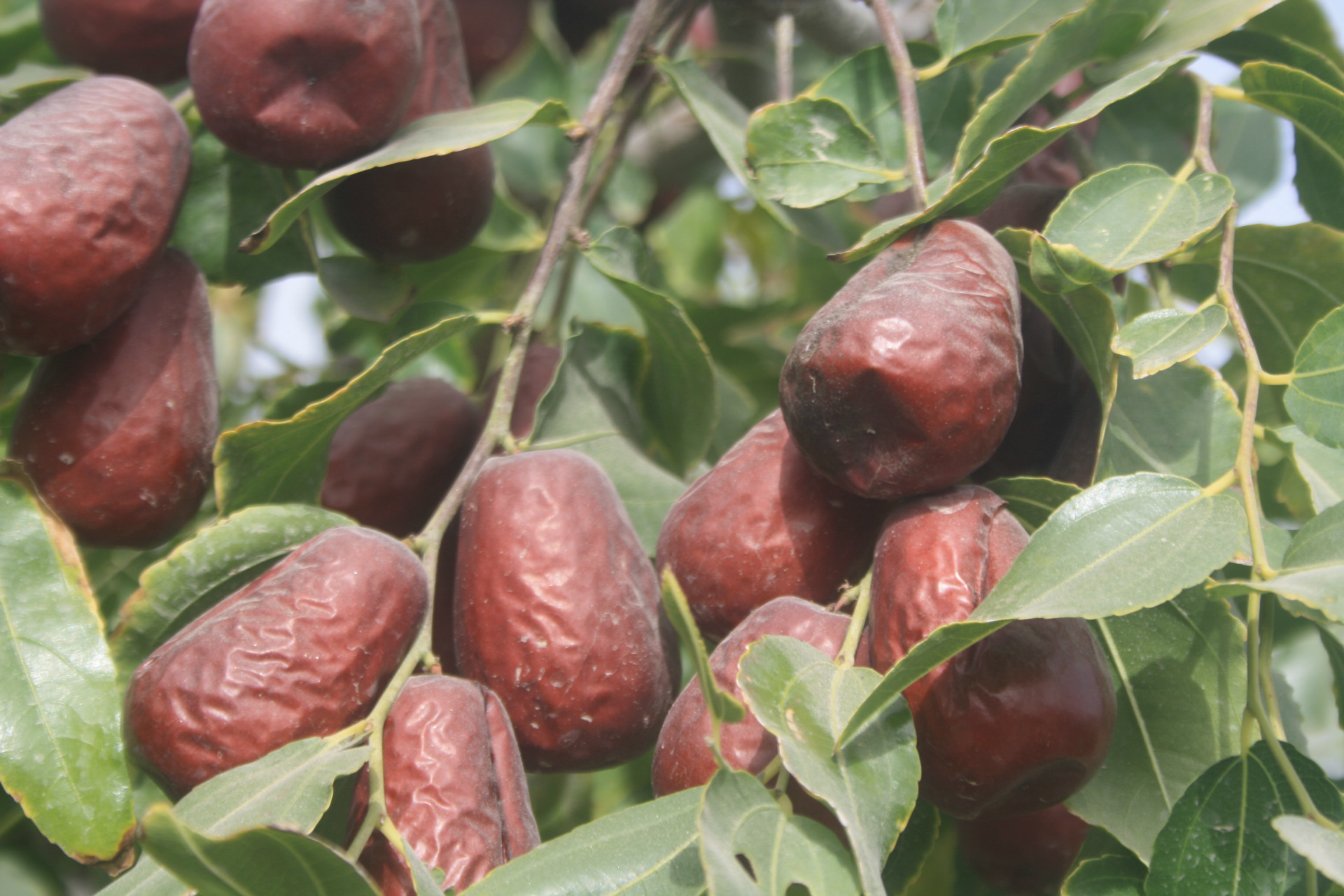 4件起秒杀 未清洗红枣 和田大枣原枣 特级500g 果园直销 全国包邮