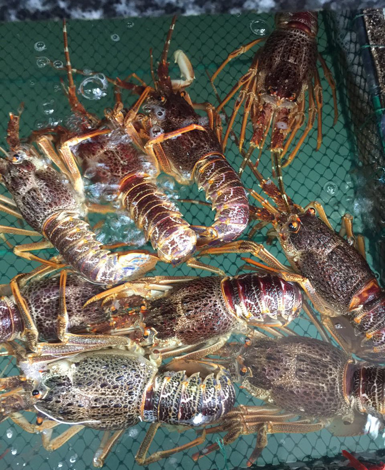 现货批发 冷冻南非龙虾200-400g/只 野生龙虾 酒店餐饮专供