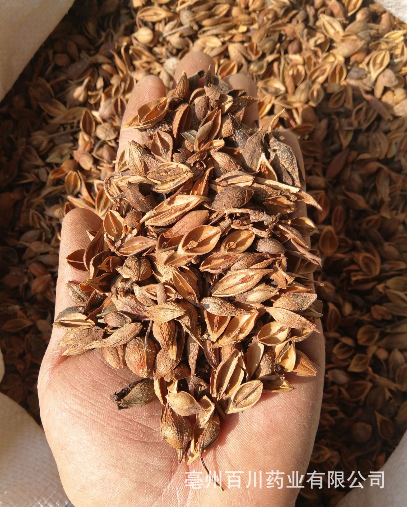 百川药业 连翘 老翘 黄翘 自然清香味道 实物拍照 15天无条件退