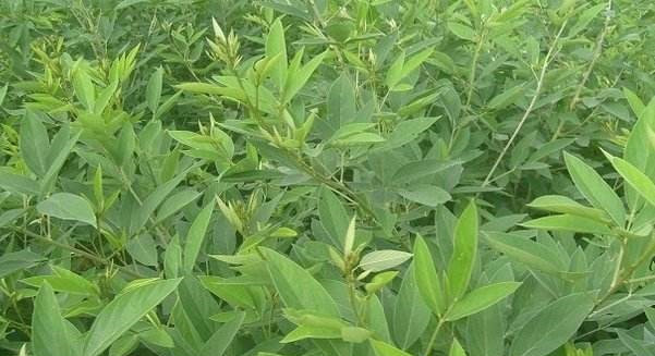 木豆叶提取物 20:1 木豆叶提取粉 斯诺特专业植提