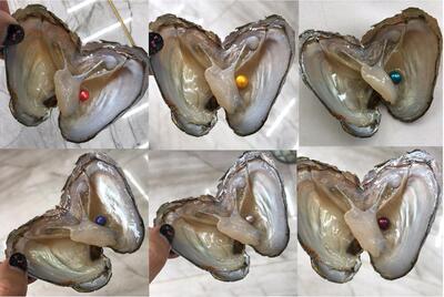 七彩25色多色染色圆珠形珍珠 海水珍珠河蚌 真空包装