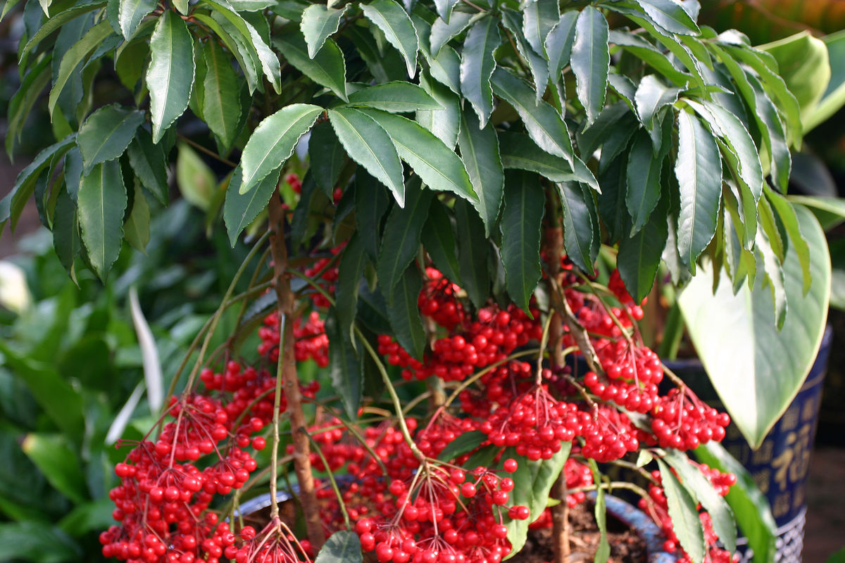 富贵籽苗红凉伞黄金万两室内盆栽花卉盆景树植物富贵子观赏大罗伞