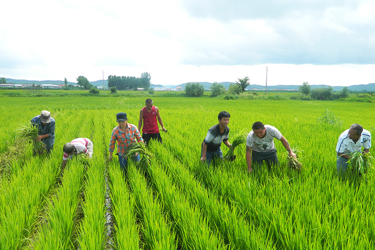 2017新米东北大米五常稻花香大米新米粳米五常稻花香5kg.