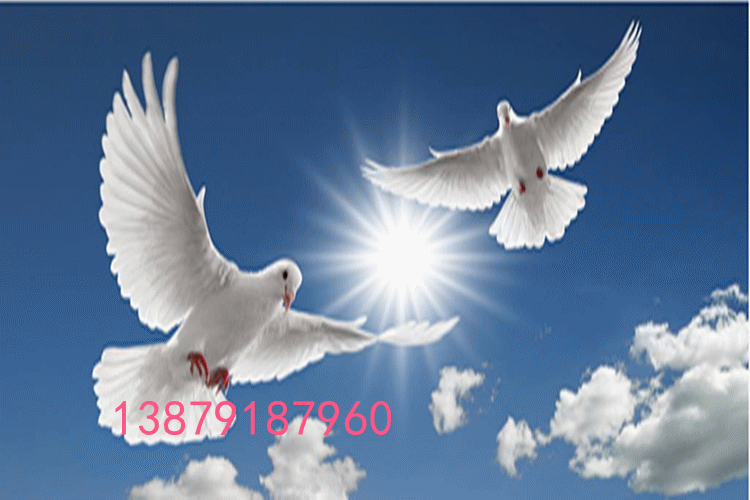 动物 鸽 鸽子 鸟 鸟类 750_500 gif 动态图 动图