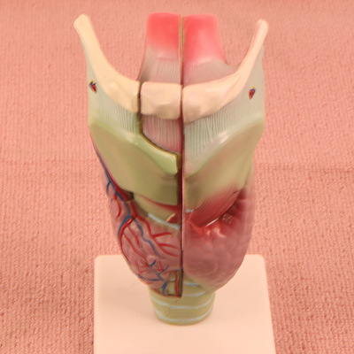 厂家直销 "喉解剖模型"人体科学教具婴幼儿童益智类玩教具
