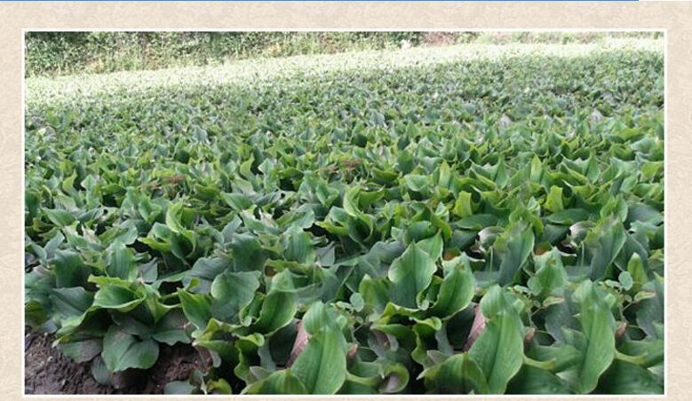 山奈酚 98% 山柰提取物 山柰酚-3 山柰黄酮醇 520-18-3