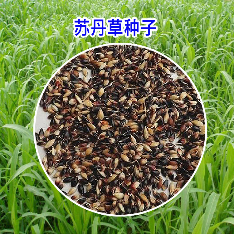 苏丹草半斤(g)品牌徽骅发芽率98(%)含水量5(%)净度99(%)生长适温10-25