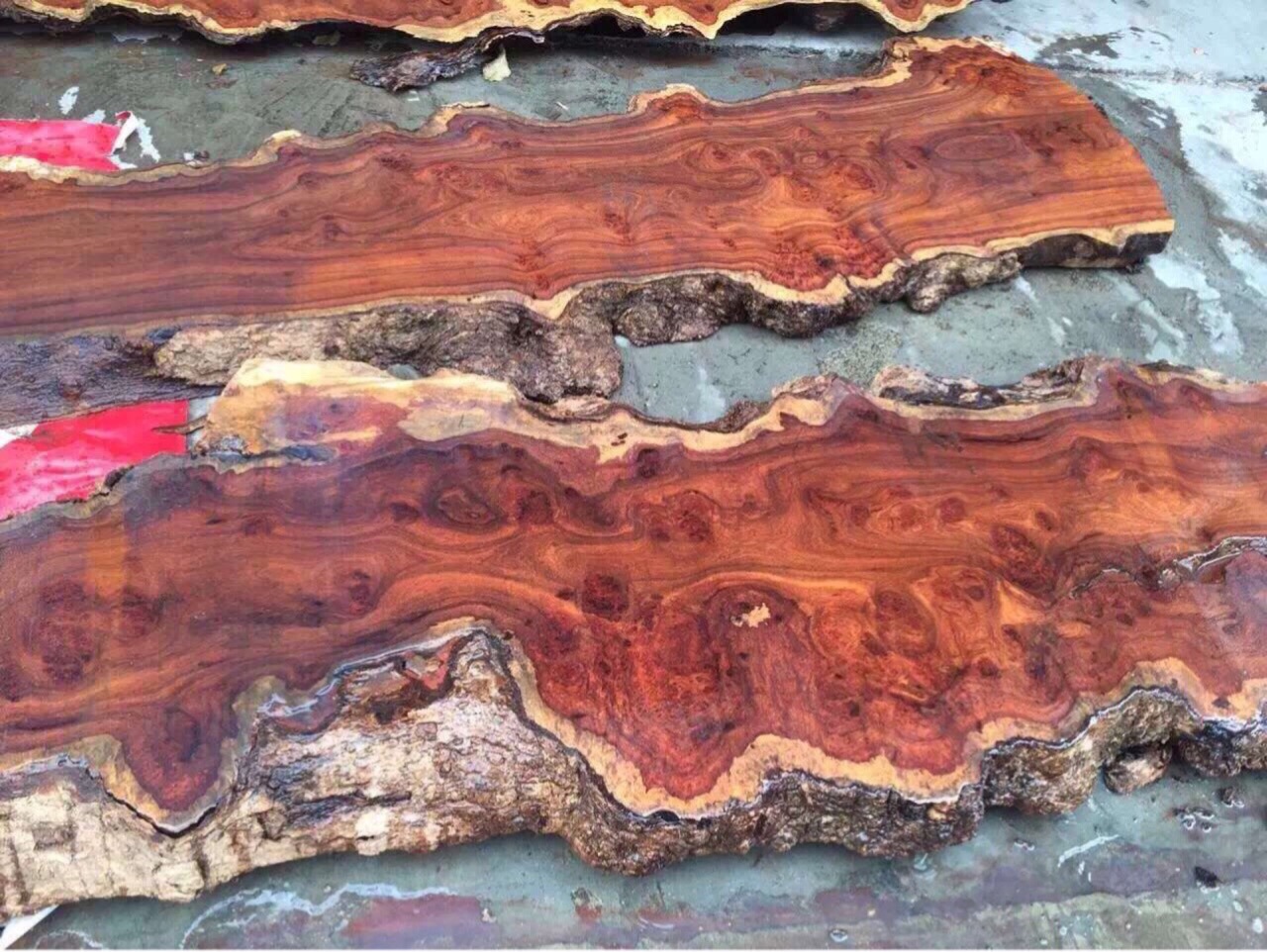 冈比亚刺猬紫檀 亚花梨树瘤 瘤巴多 纹理漂亮 非洲花梨树瘤