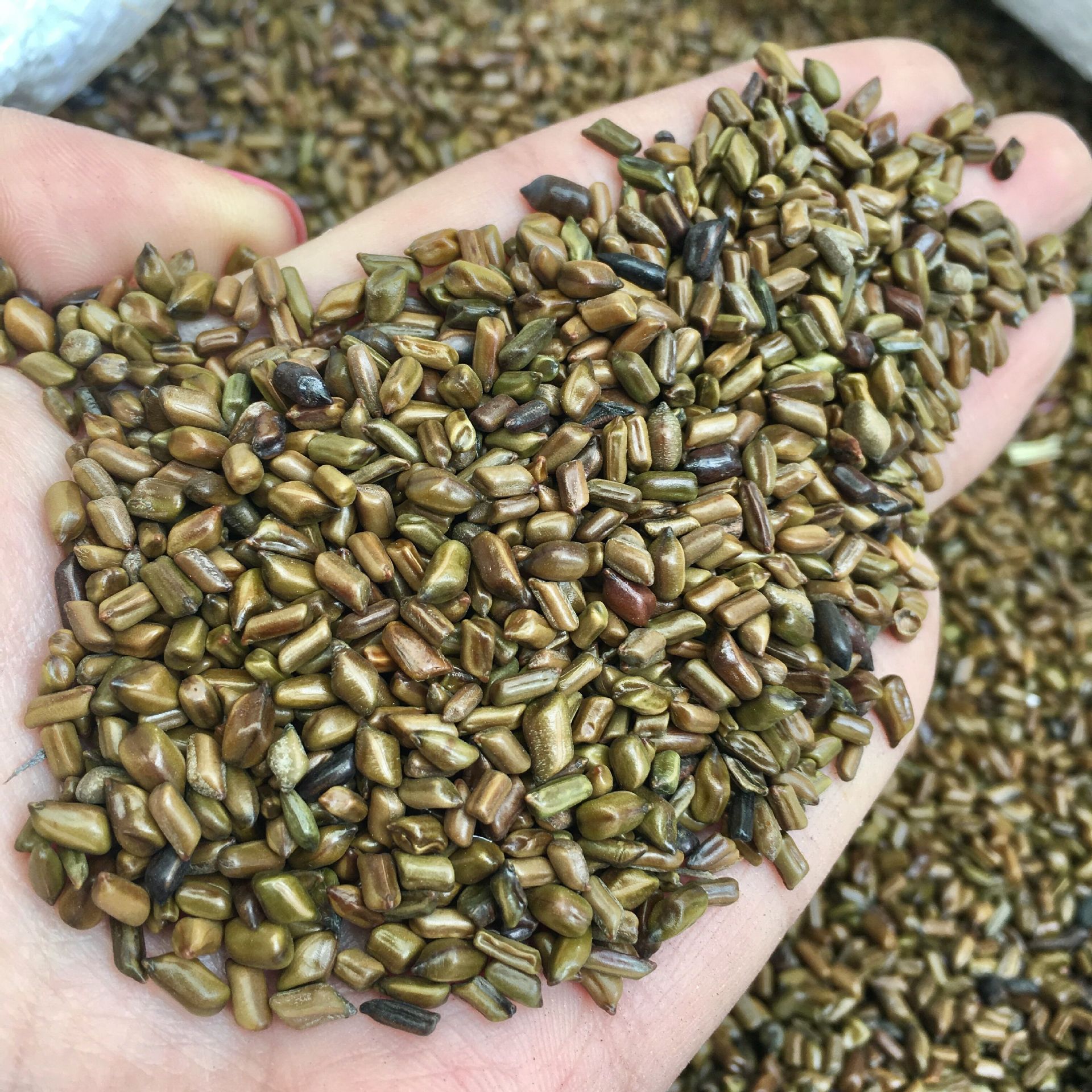 批发决明子荞麦壳 沙滩沙池玩具 枕芯填充材料 现货大货