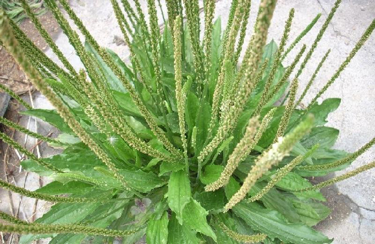 丰农种业车前草种孑车前子种籽蛤蟆叶出芽率高野菜车查草子可盆栽