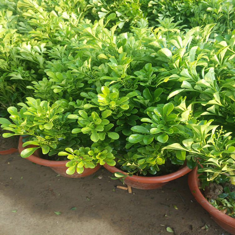 米兰盆栽 米兰花植物 室内客厅桌面绿植盆景 驱蚊虫 四季开花绿植