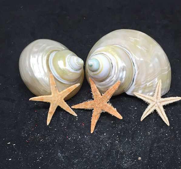 a级夜光蝾螺 炫彩珍珠光泽 天然贝壳海螺